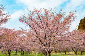 長湯温泉の大漁桜