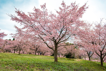 長湯温泉の大漁桜