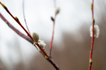 A branch of a bush with swollen buds in the spring before flowering closeup.	