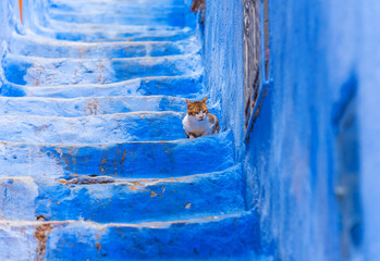 Cat sit on the stairs in the city of Chefchaouen, blue town, Morocco. With selective focus.