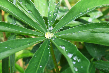 Fototapeta na wymiar Raindrops on a large leaf of plant in summer garden
