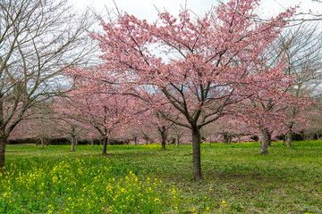 長湯温泉の大漁桜