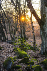 Sunset Golden hour in forest