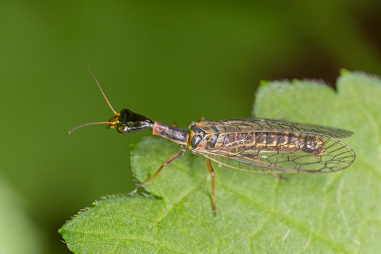Raphidiidae is a family of snakeflies in the order Raphidioptera. Subilla aliena, a species of snakefly (Raphidiidae family), a group of insects comprising the order Raphidioptera