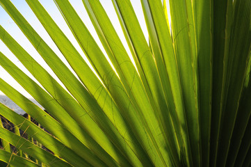 Green Palm Leaves