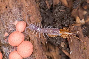 Centipedes are predatory arthropods belonging to the class Chilopoda. 
