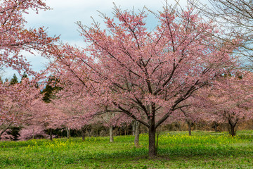 Obraz premium 長湯温泉の大漁桜