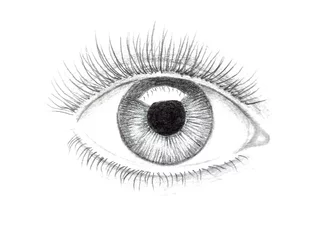 Foto op Aluminium Illustration of human eye drawn with pencil. One eye closeup on white background. © Olga Krokhmaliuk