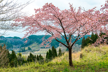 長湯温泉の大漁桜