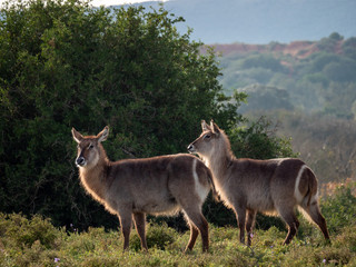 Eastern Cape