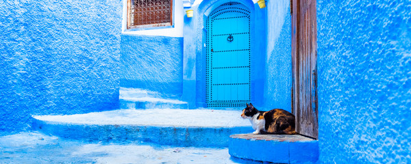 Panorama view with a Cat on the street in blue town Chefchaouen, Morocco.