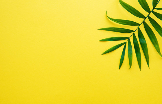Palm leaves on yellow background © Olena Rudo