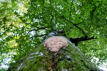 A trunk of an old beech tree with a parasitic fungus (a horizontal shot)