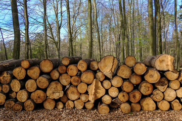 A pile of wood obtained from the beech forest
