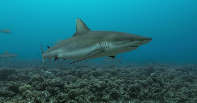 Grey shark in the Pacific. Marine life with shark swimming in the Ocean. Diving in the clear water - close up - 4K
