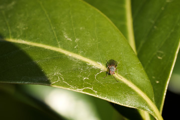 Mosca