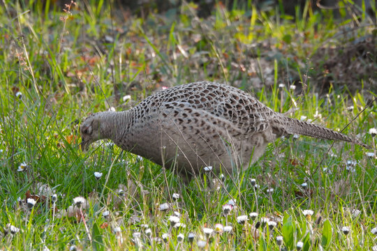 fagiano (Phasianus colchicus) ,ritratto femmina