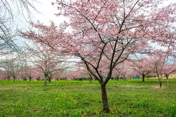 Obraz premium 長湯温泉の大漁桜
