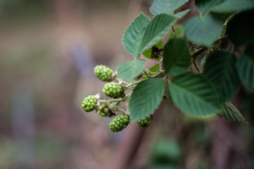 Green blackberry plants in nature.