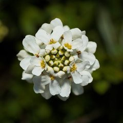 Fiori primaverili in Piemonte - Italia