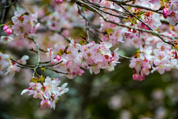 長湯温泉の大漁桜