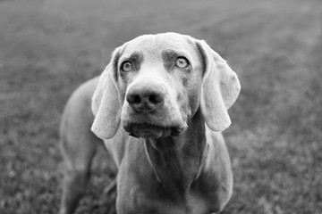 Black and white portrait of a Weimaraner breed dog.