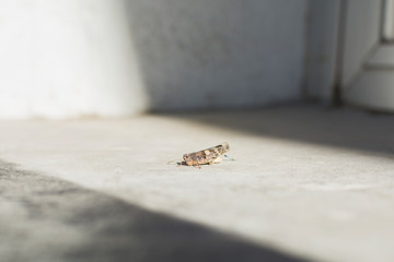 A grasshopper perched where the sun shines, amid the shadows.