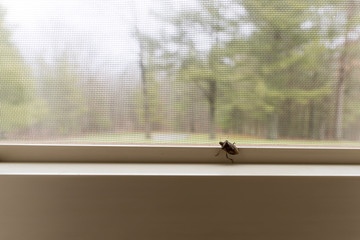 A stink bug on the inside of a window in a home in the wilderness. The Mamorated Brown Stink Bug...