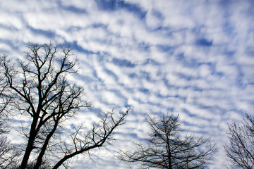 tree silhouette up  into the beautiful cloudscape evening light sky