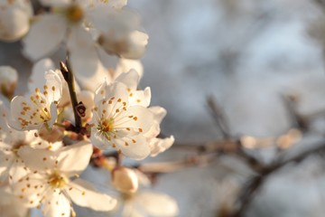 Spring flowers blooming on a tree