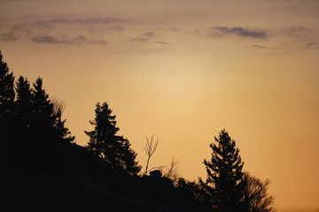 Obraz premium tree in the sunset