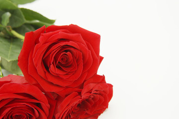 For greeting cards and congratulations a bouquet of red beautiful roses on a white background