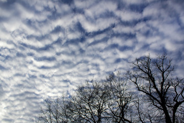 beautiful day light blue sky with white fluffy clouds and  black  city park trees silhouette 