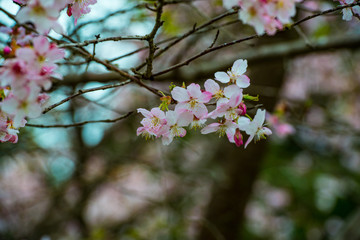 長湯温泉の大漁桜