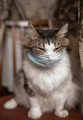 Quarantined masked cat. Coronavirus 2020