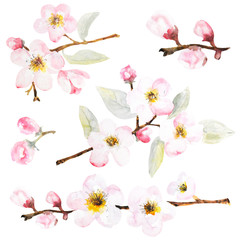 Apple blossom watercolor flower set