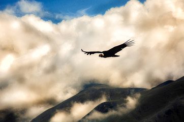 Obraz premium Condor