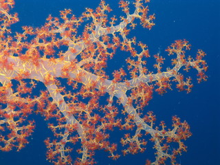 Soft Coral