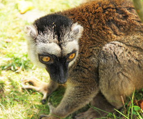 portrait of cute fluffy common brown lemur (Eulemur fulvus)