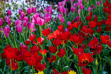 Fototapeta premium flores