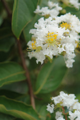 White flowers in the garden