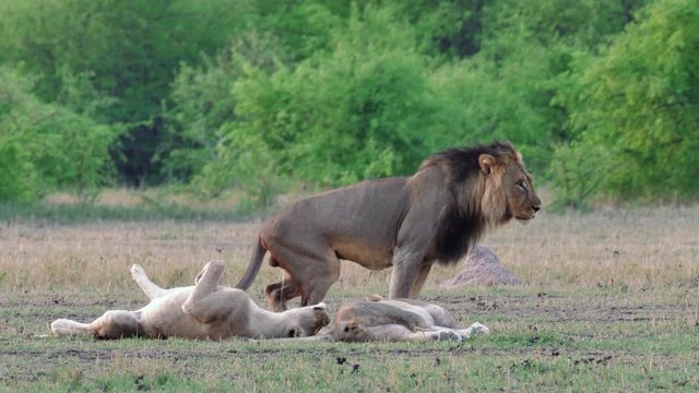 Adult male lion urinates and marks his territory next to two lionesses in his pride.