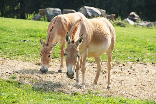 two Asiatic wild asses, onagers (Equus hemionus) in the ZOO