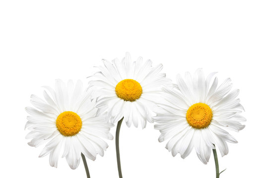 Beautiful white camomiles, three daisy flowers  isolated on white background, floral wallpaper