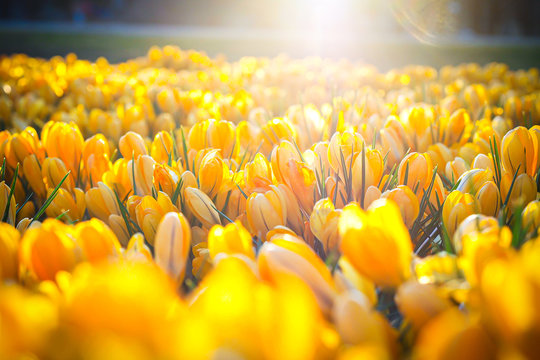 The first beautiful yellow crocuses blooming in the spring garden, in park in sunset. Selective focus © Viesturs