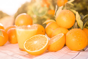 still life of juicy oranges and juice on table in orange garden