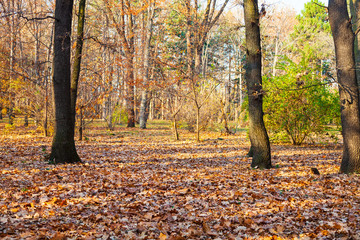 Beautiful autumn park.