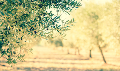 olive garden in harvest season at autamn