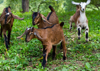  little kids frolic in nature