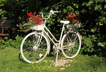 Fototapeta na wymiar bike painted white with flowerpots in the garden